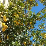 Valentina - La Limoncella Appartamento *